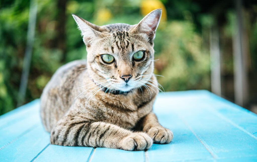 what to feed a cat with no teeth