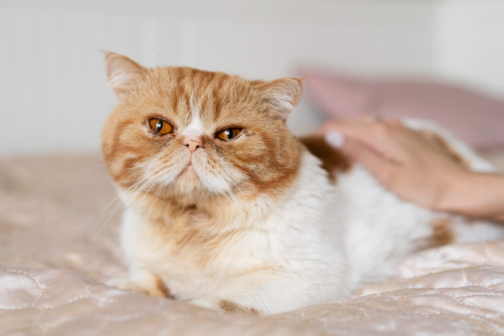 What are Some of the Causes of Clinginess in Cats?