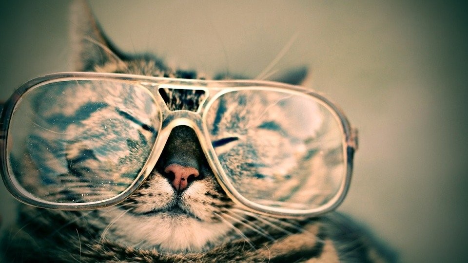 How does a cat's vision differ from a human's vision?